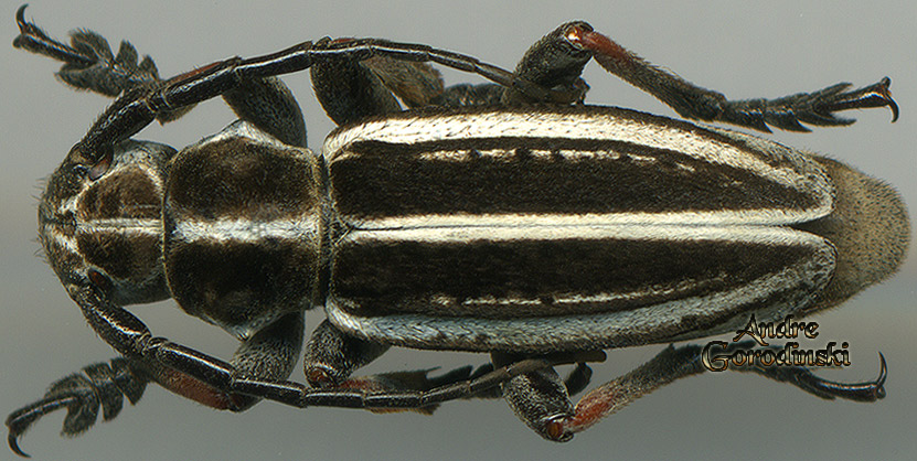 http://www.gorodinski.ru/cerambyx/Dorcadion crassipes.jpg